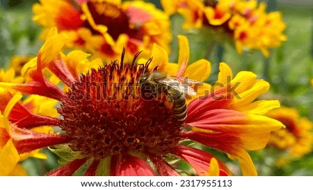 A small bee sits on a Polumyanka orange.