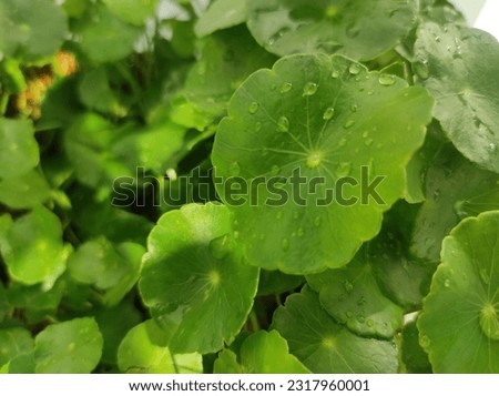 Hydrocotyle vulgaris ornamental plant leaves background