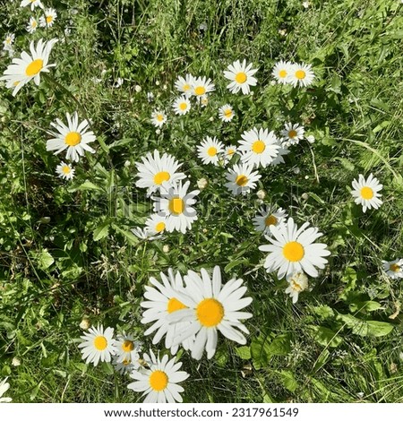Shasta daisy flowers ( latin name Leucanthemum superbum ) is a commonly grown flowering herbaceous perennial plant with the classic daisy appearance of white petals around a yellow disc