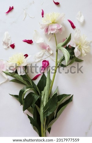 Beautiful bouquet of peonies on a white table