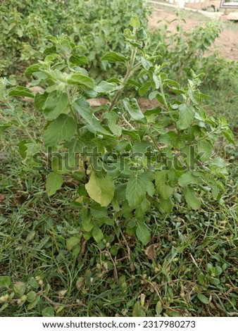 Tulsi is a plant of great importance medicinally and in Hindu traditions. Its scientific name is Ocimum tenu forum.