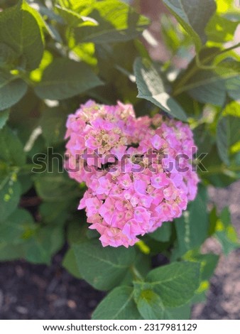Close up picture of pink hydrangea plant with blurry leaves