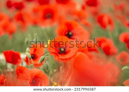 Vibrant red poppies in the countryside, on a sunny summer's day
