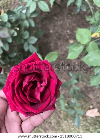 beautiful Red Flower jpg image
