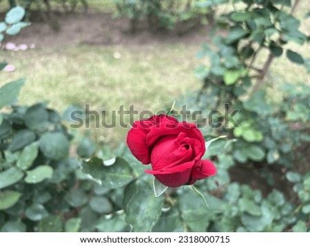 beautiful Red Flower jpg image
