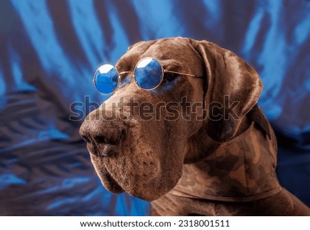 Great Dane dog with chocolate color, photoshoot in studio on blue background