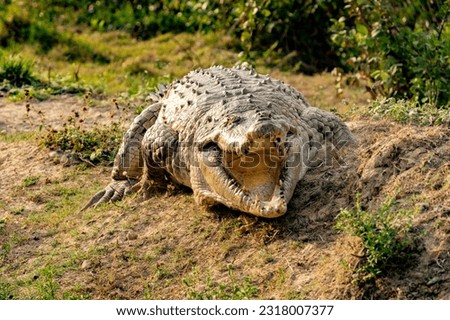 Orinoco Crocodile, crocodylus intermedius, Adult emerging from Water, Los Lianos in Venezuela