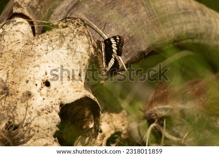 Lorquin's Admiral Butterfly (Limenitis lorquini) Feeding Behavior on Goat Skull with Space For Text, Falkland BC, Canada Royalty-Free Stock Photo #2318011859