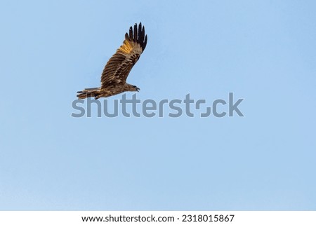 A Fish Eagle flying high in blue sky