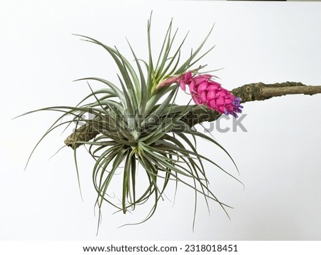 The bromeliad Tillandsia stricta Sol isolated on white background also called air plant with purple flowers inside bright pink bracts, growing naturally on trees in the park. Natural from Brazil. Royalty-Free Stock Photo #2318018451