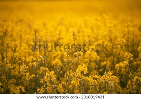 Blooming canola flowers close up. Rape on the field in summer. Bright Yellow rapeseed oil. Rapeseed field agriculture landscape. Canola flower field close up. Agriculture rapeseed field Royalty-Free Stock Photo #2318019431