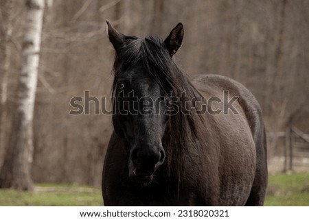 Beautiful Unique Black Beauty Emo Horse with Partial Blue Eye Looking Forward with Natural Forest Background in BC, Canada