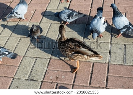 Ducks on the sidewalk in an autumn park close up