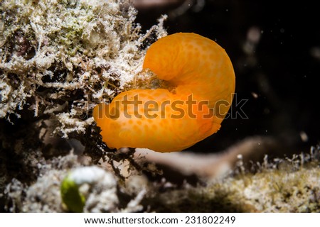 Dorid nudibranch in Derawan, Kalimantan, Indonesia underwater photo. Unadorned Gymnodoris inornata has deep reddish orange color.