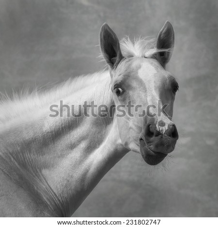 Portrait of foal, black and white photo