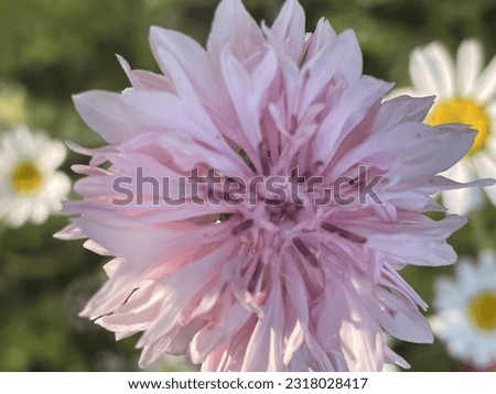 Pink cornflower close up picture
