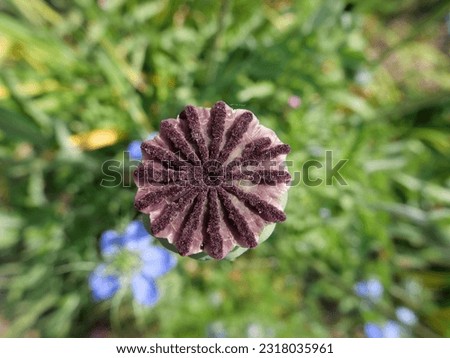 Top view of seed pod of poppy with garden background