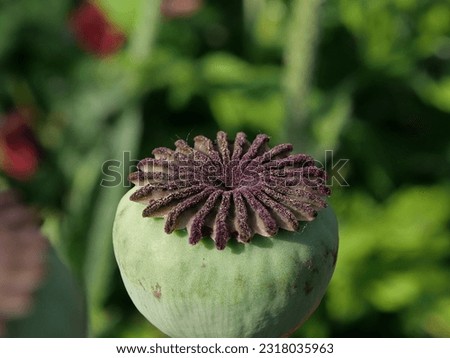 Side view of seed pod of poppy with garden background