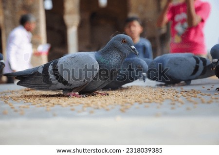 Homing pigeon eating - stock image