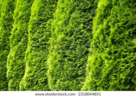 Tui wall. Green Hedge of Thuja Trees. Nature background Royalty-Free Stock Photo #2318044851