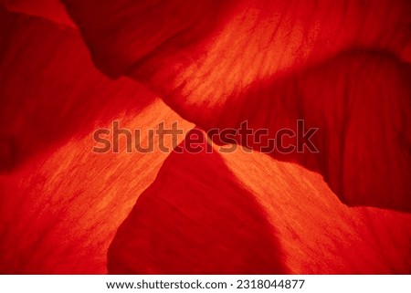Macro abstract backgrount of red poppys petals. Flowers petal texture