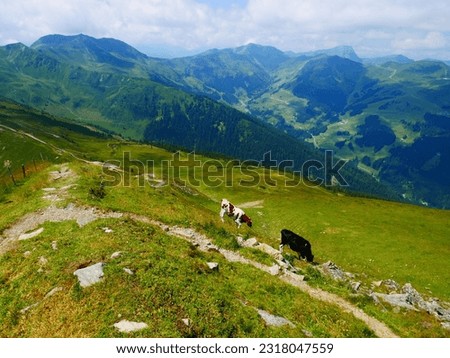 View on mountains near Saalbach Hinterglemm ski resort on a summer day,green meadows,mountains, clouds. Alps, Austria. 