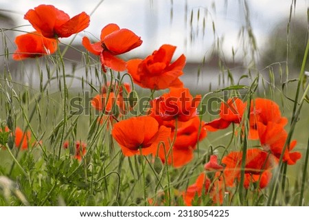 Impressionistic picture of red poppies in a field: beautiful red spots over the green background