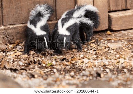 Baby skunks in a garden among hosta and foliage. Cute tiny adorable critters.  Royalty-Free Stock Photo #2318054471