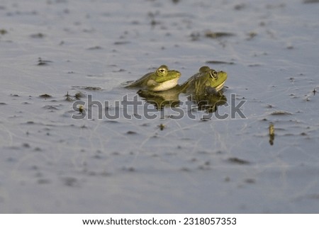 green frog in a lake