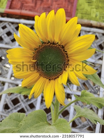 Sunflower Nature's beautiful pictures. viral trending image