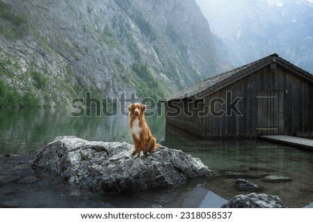 dog on a mountain lake next to the wooden house. Nova Scotia Duck Tolling Retriever in nature