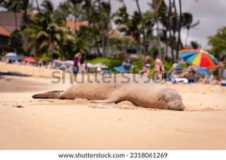 Endangered Hawaiian monk seal resting on a sandy beach Royalty-Free Stock Photo #2318061269