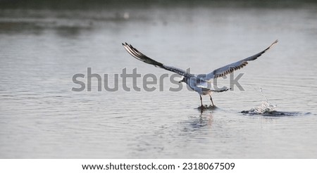 seagull on a lake at sunset