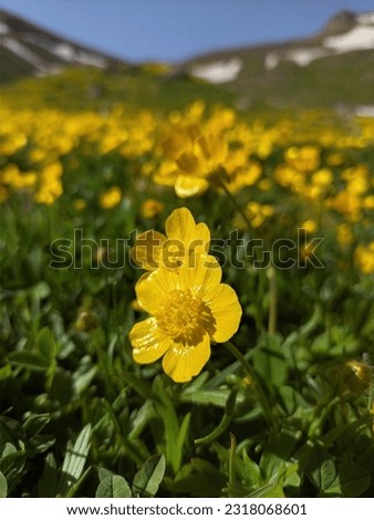 A picture of a yellow rose with some leaves in the Garden of El Hamma experiments in Algeria
