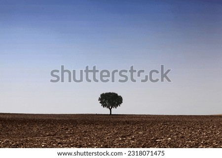 Lonely tree on dry ground, Zamora. Spain. Royalty-Free Stock Photo #2318071475