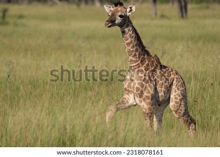 Baby giraffe making his way across savannah