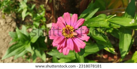 Zinnia flower is a beautiful flower that is easy to cultivate
