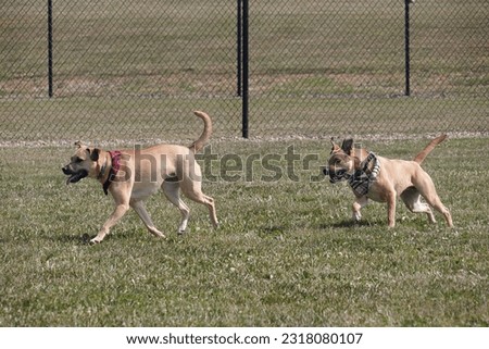 A pair of light brown dogs wearing colorful scarfs racing together in a grassy field. 