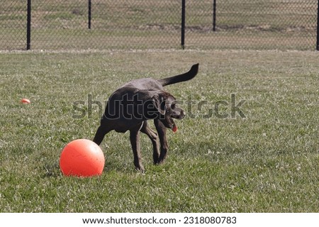 A happy and active dark brown dog playing in a field with a large red ball. 
