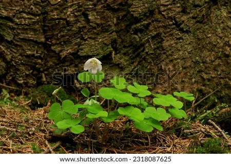 Clover growing at the base of a Spruce, Lueerwald, Sauerland, North Rhine-Westphalia, Germany, Europe Royalty-Free Stock Photo #2318087625