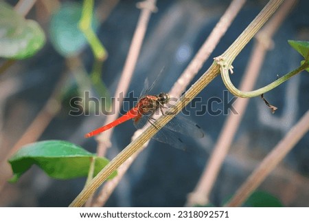 Orange skimmer dragonfly perching on a branch 