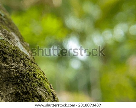 A blurred background with tree trunks. Can be used as a space for writing, text, pictures and others.