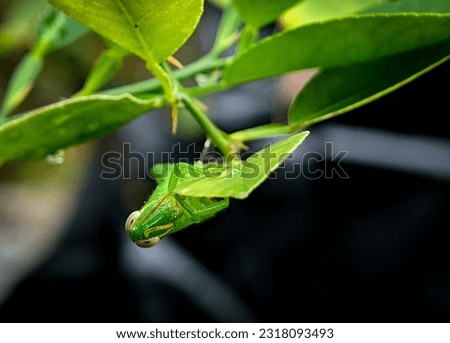 Closeup of a green grasshopper perching on a leaf to search for food with a blurred background