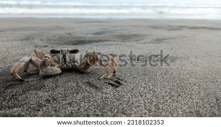 small crabs walking on the beach
