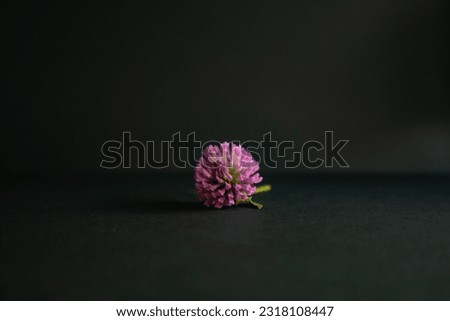 Red clover on a black background