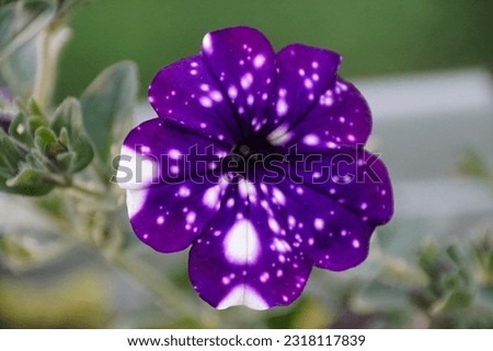 Beautiful dark purple and white spotted of marbled petunia flower, also known as Petunia Midnight Sky Royalty-Free Stock Photo #2318117839