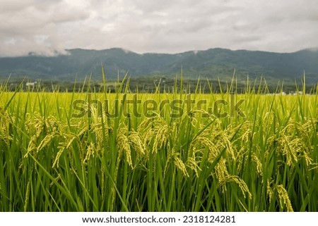 Landscape View Of Rice Fields At Chishang, Taitung, Taiwan. Royalty-Free Stock Photo #2318124281