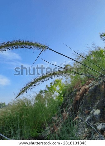 Close up picture of some beautiful silvergrass
