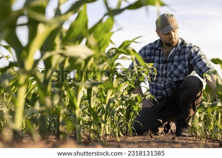 Farmer in corn fields. Growth, outdoor. Royalty-Free Stock Photo #2318131385