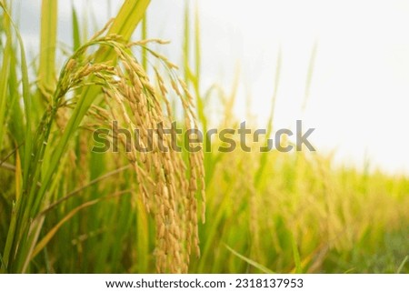 Ear of rice. Close-up to rice seeds in ear of paddy. Ripe rice field on the farm.